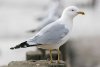 Ring-billed Gull at Westcliff Seafront (Steve Arlow) (46128 bytes)